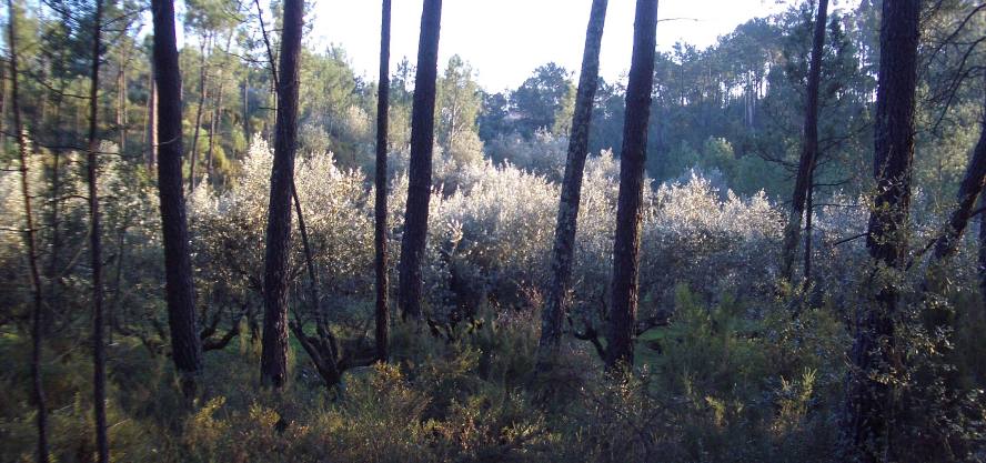 olivenhain in portugal